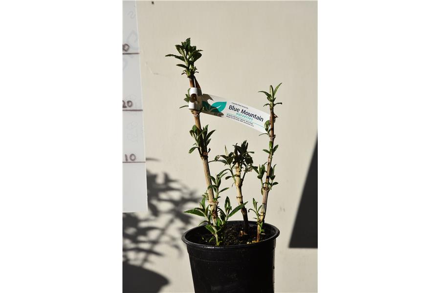 Buddleja globosa Lime Glow