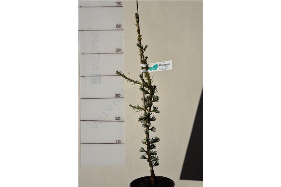 Blue Cedar