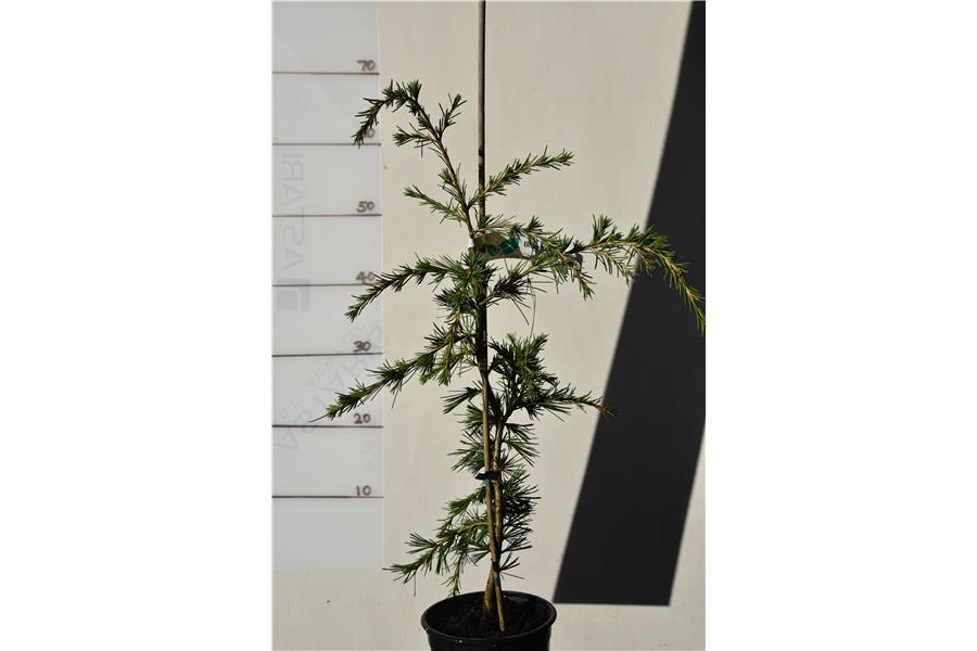 Golden Himalayan Cedar