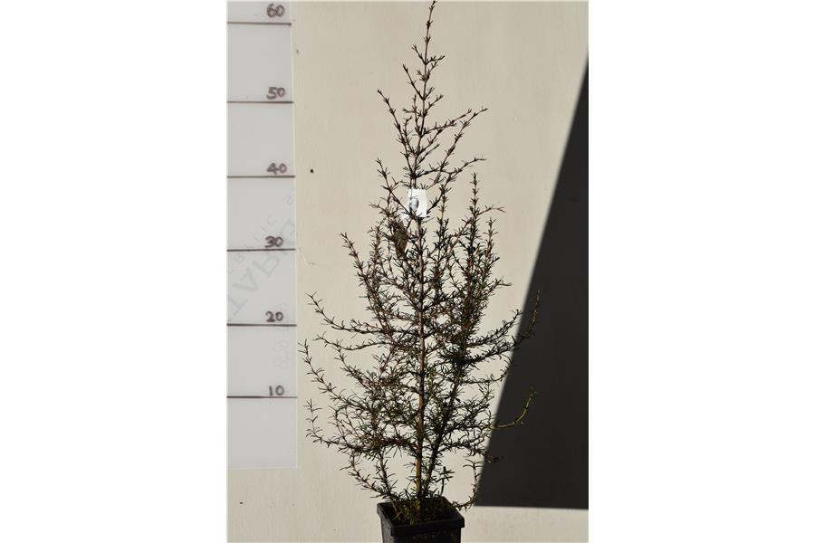 Coprosma rugosa