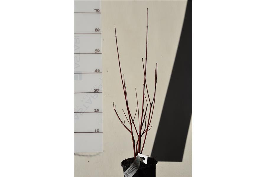 Red Stemmed Dogwood