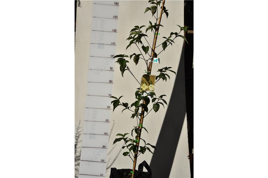 C. capitata x C. kousa chinensis