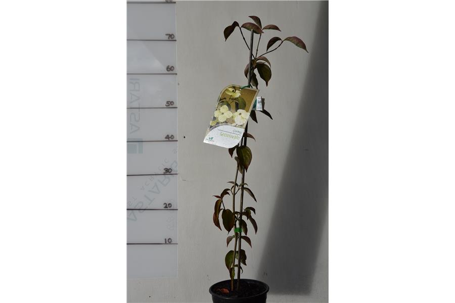 C. capitata x C. kousa chinensis
