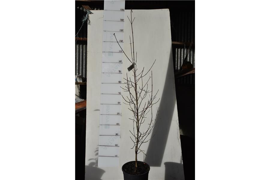 Chinese Rima Dogwood