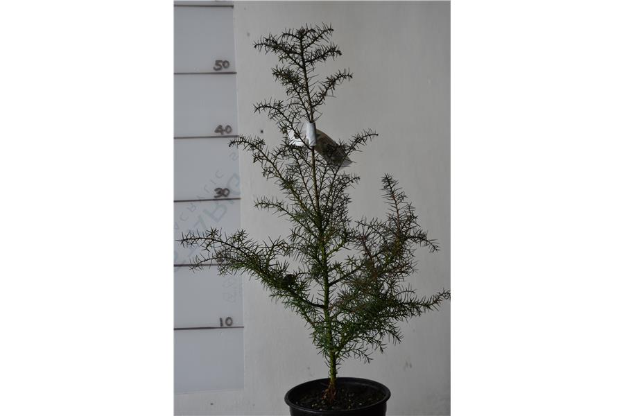 Japanese Cedar