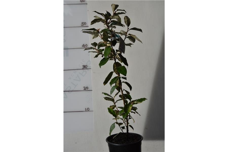 Elaeagnus x ebbingei
