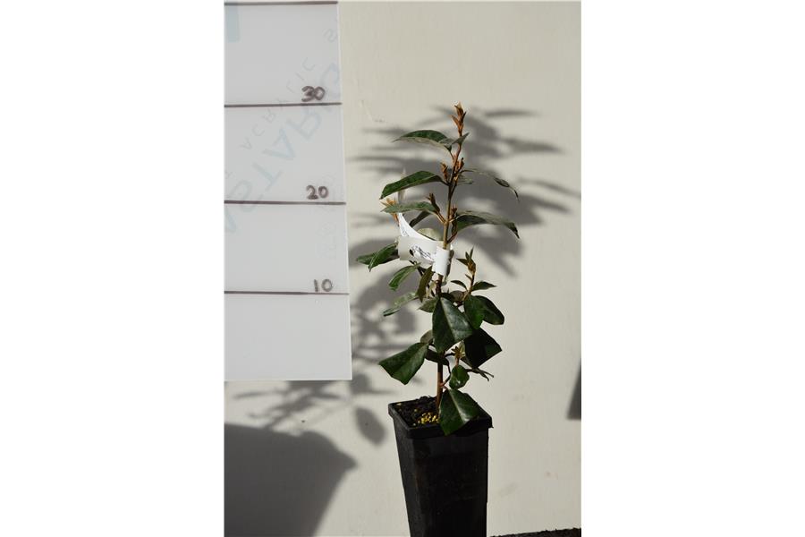 Elaeagnus x ebbingei