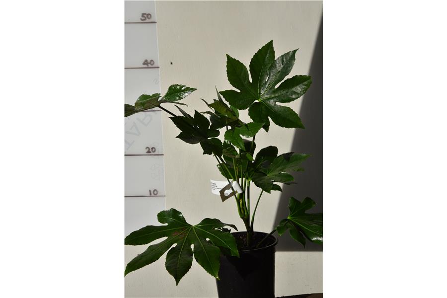 ARALIA/PAPER PLANT