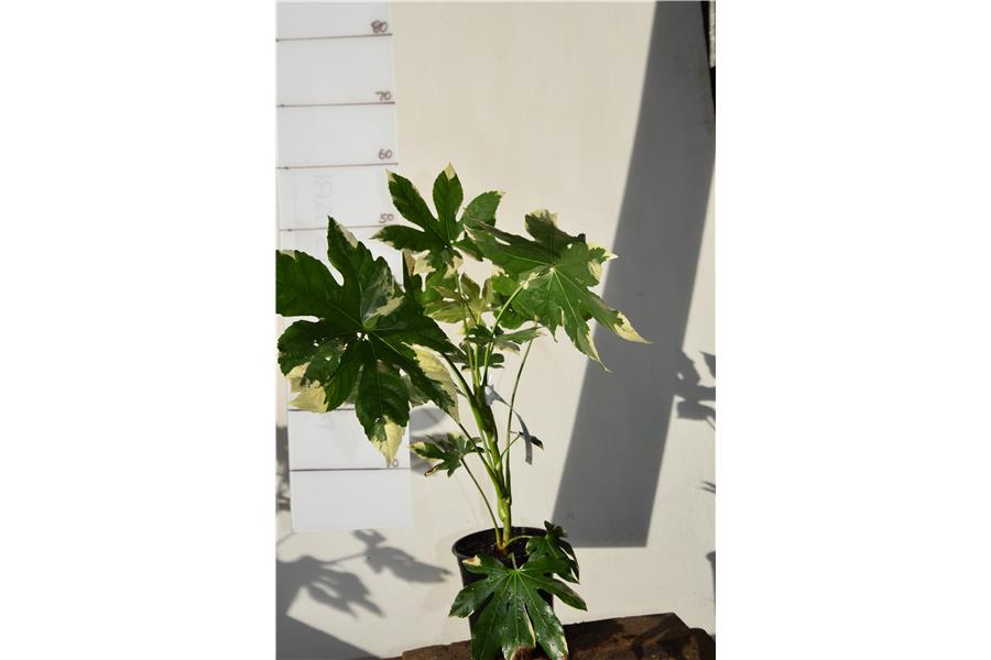 Fatsia japonica Variegata