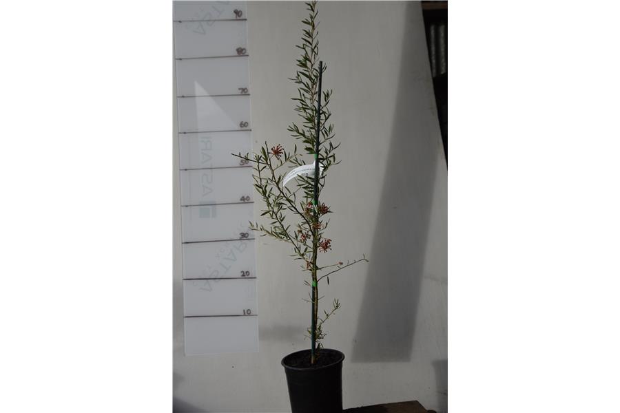 Grevillea Audrey