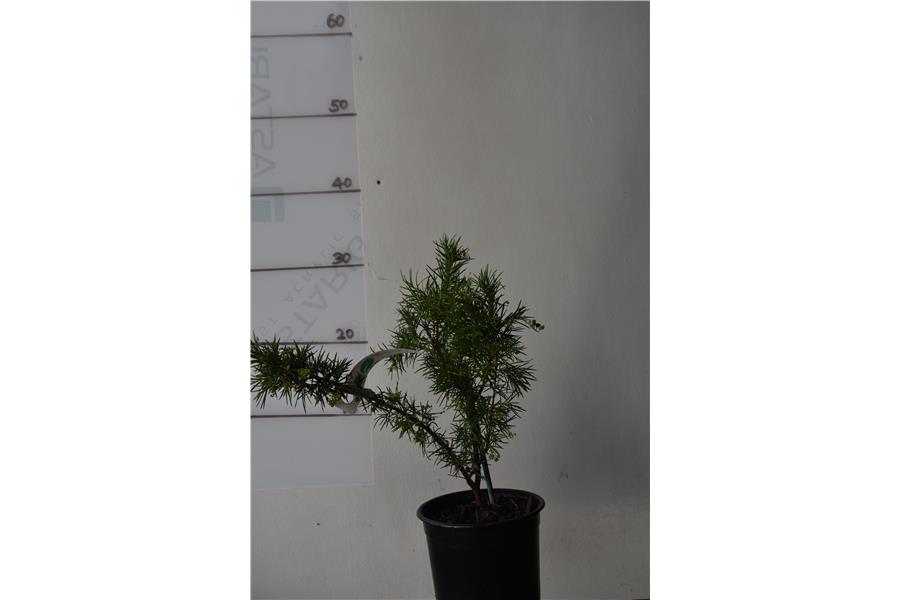 Grevillea Canterbury Gold
