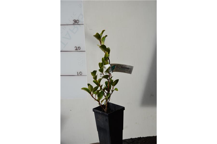 Native Broadleaf