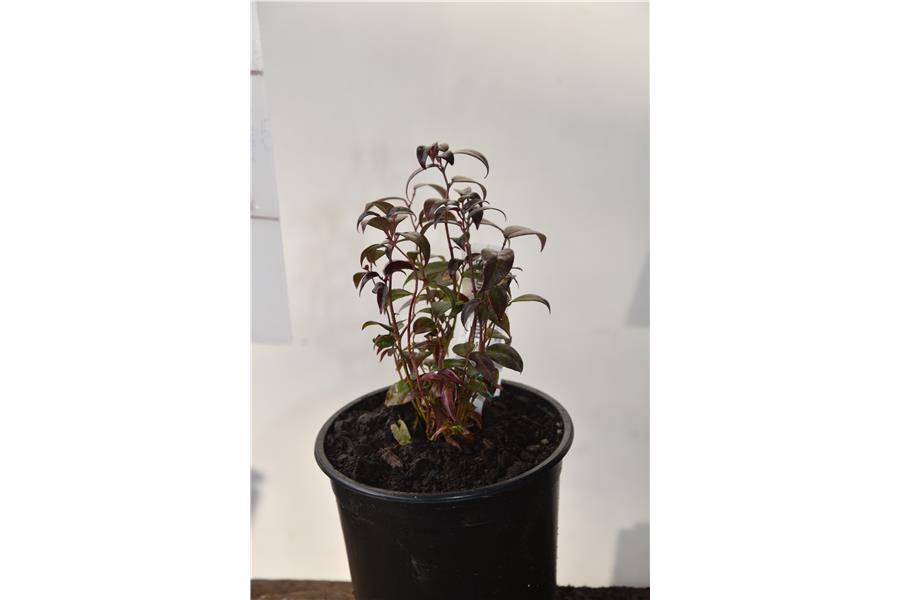 Leucothoe fontanesiana Crimson Globe