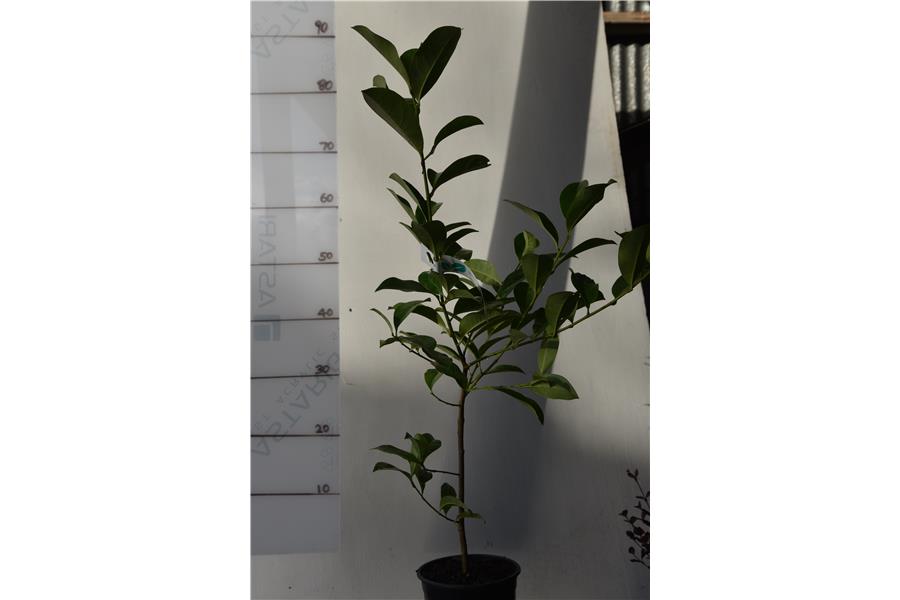 Michelia yunnanense (syn. Magnolia yunnanense)