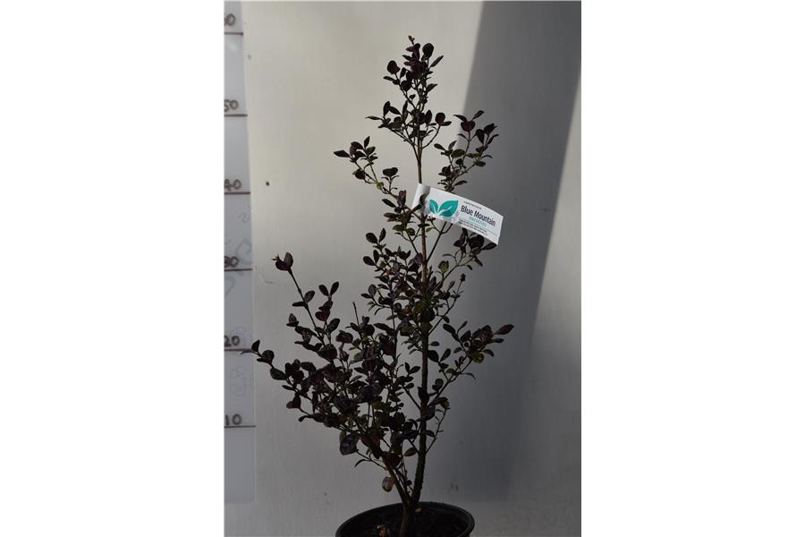 (Lophomyrtus)