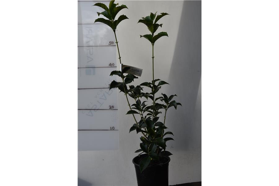 Osmanthus x fortunei