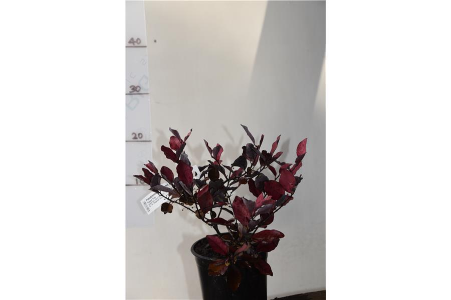 Pepper Tree