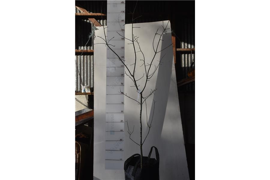 Pin Oak