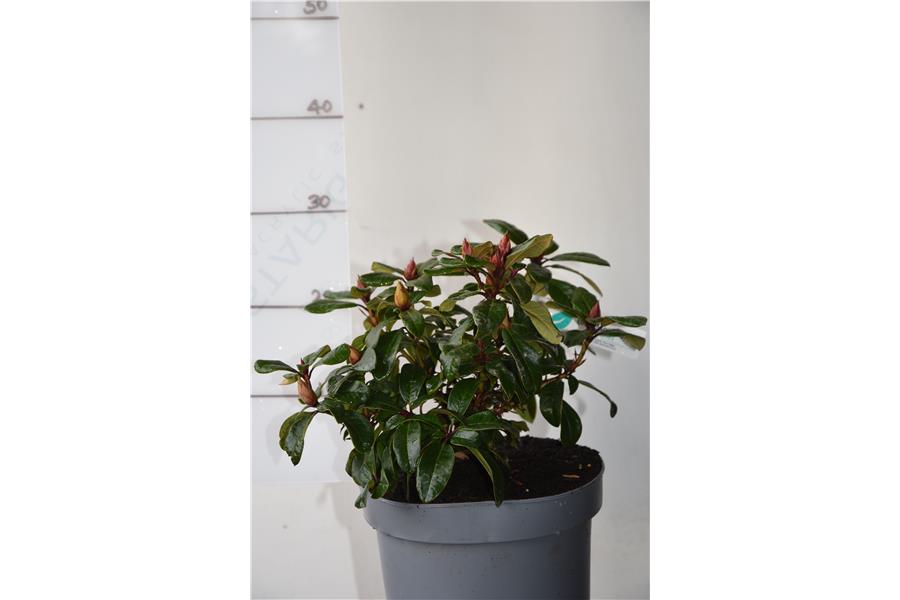 (Essex Scarlet x forrestii Repens)
