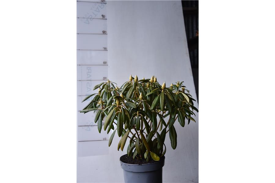 Rhodo Gordon Jones