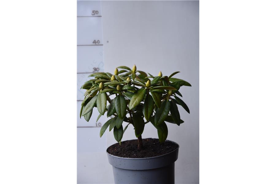 (R. yakashimanum x R. Omega)