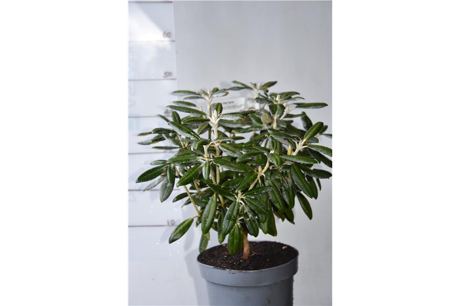 Rhodo High Society