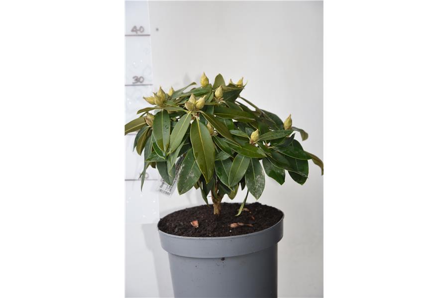 Rhodo Most Admired