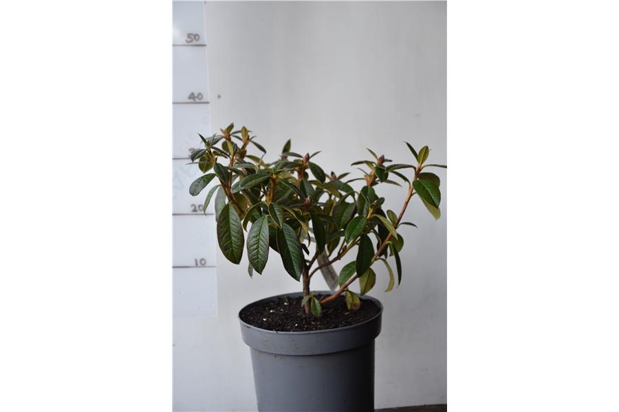 (edgeworthii x ciliatum)