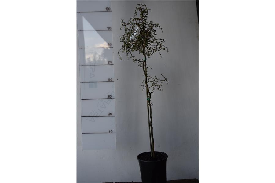 Sophora c. var tortuosa