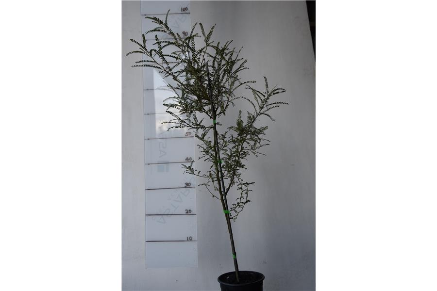 Sophora chathamica Tapanui Saw Mill Garden