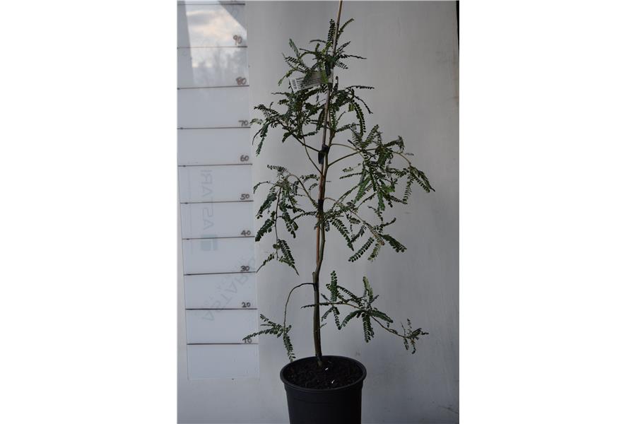 Weeping Kowhai