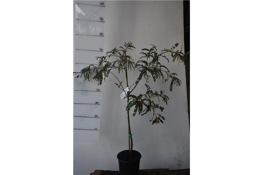 Weeping Kowhai