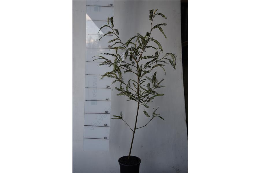 Silver Kowhai
