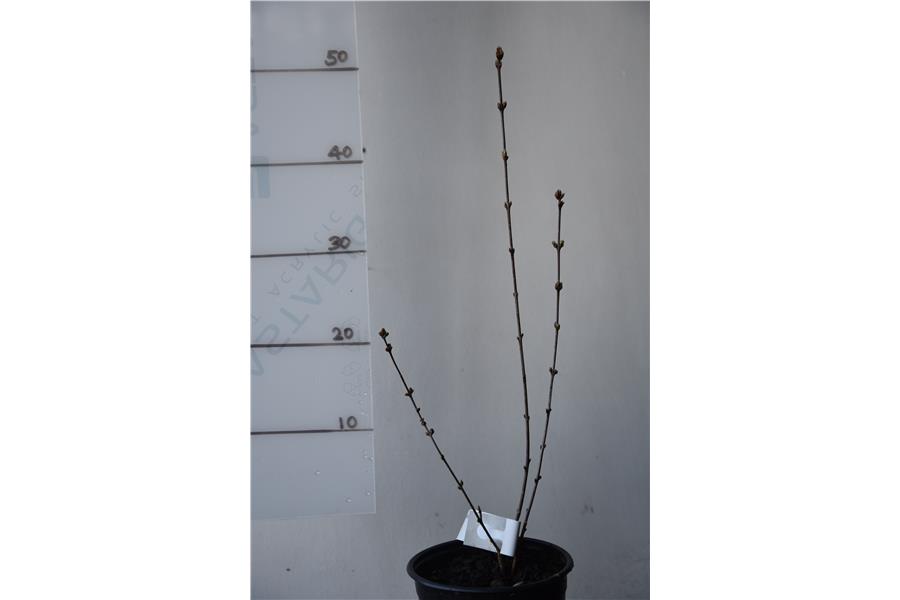 Syringa persica Alba