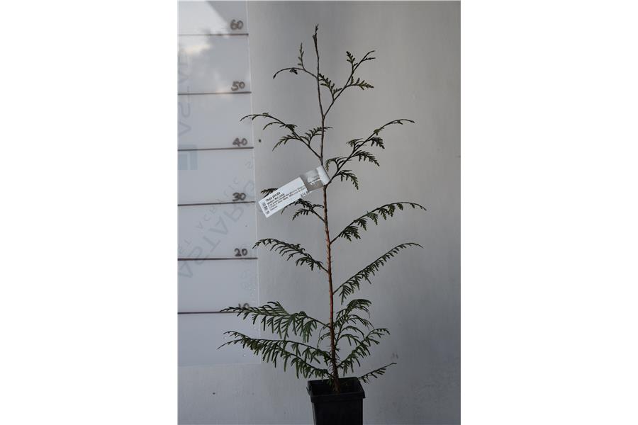 Western Red Cedar