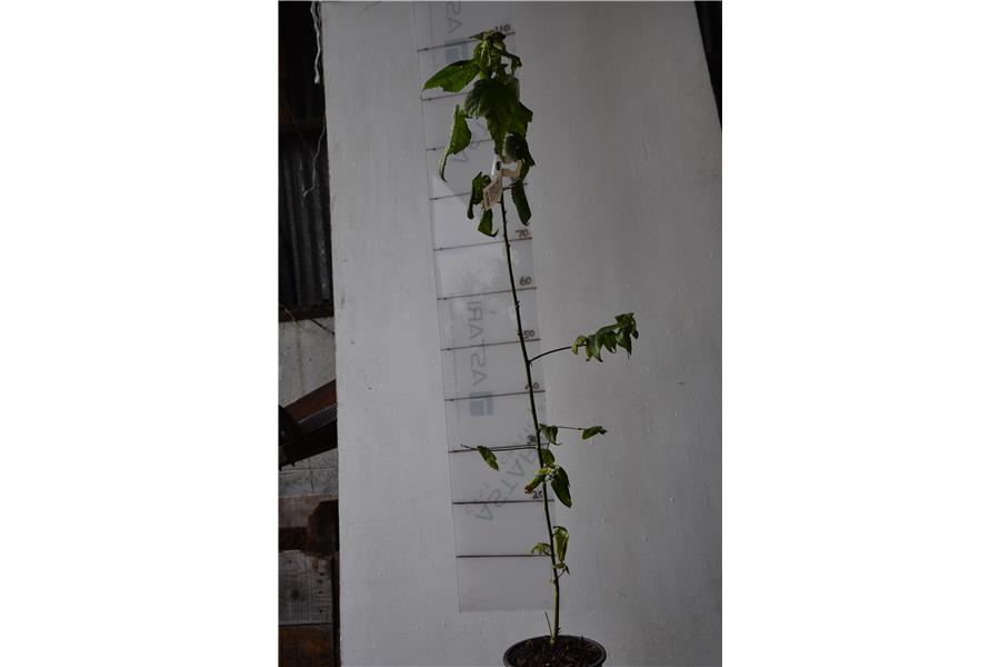 Abutilon Nabob