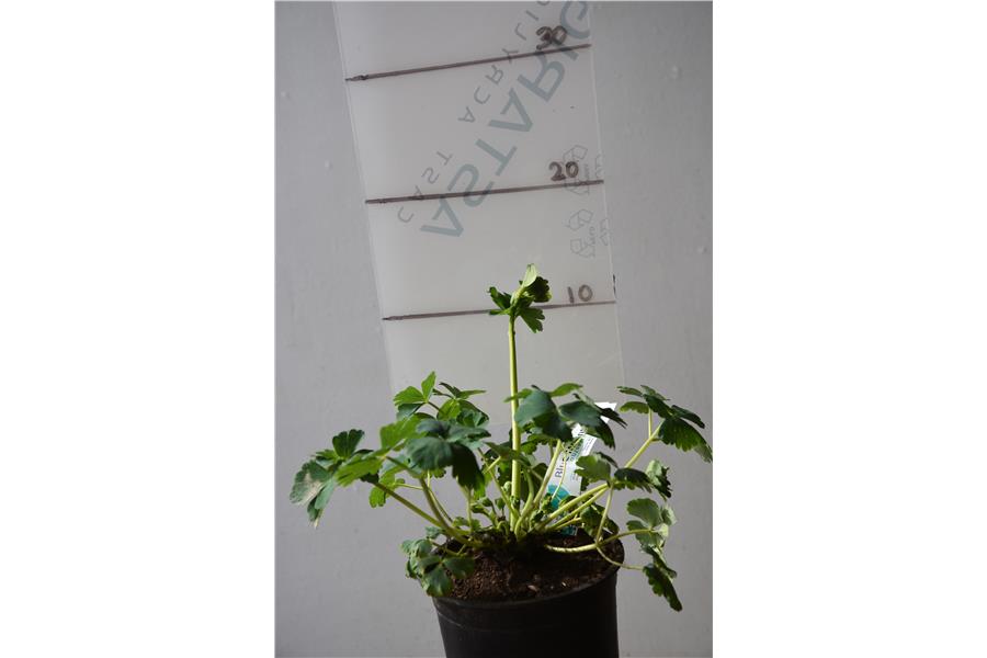 Aquilegia fl. Pumila f. Alba