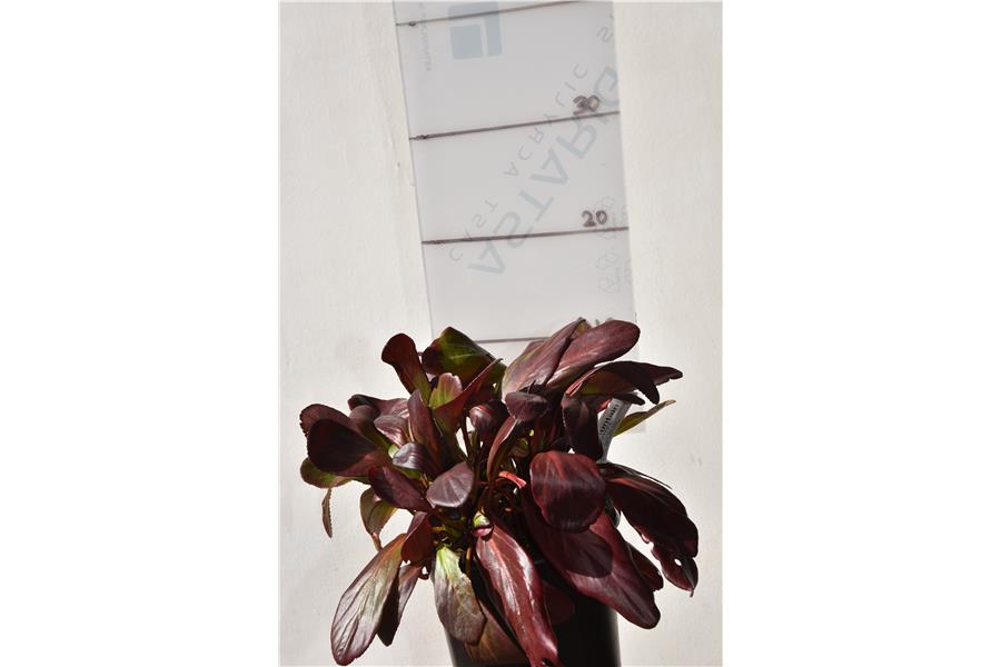 Bergenia Wanaka Snow
