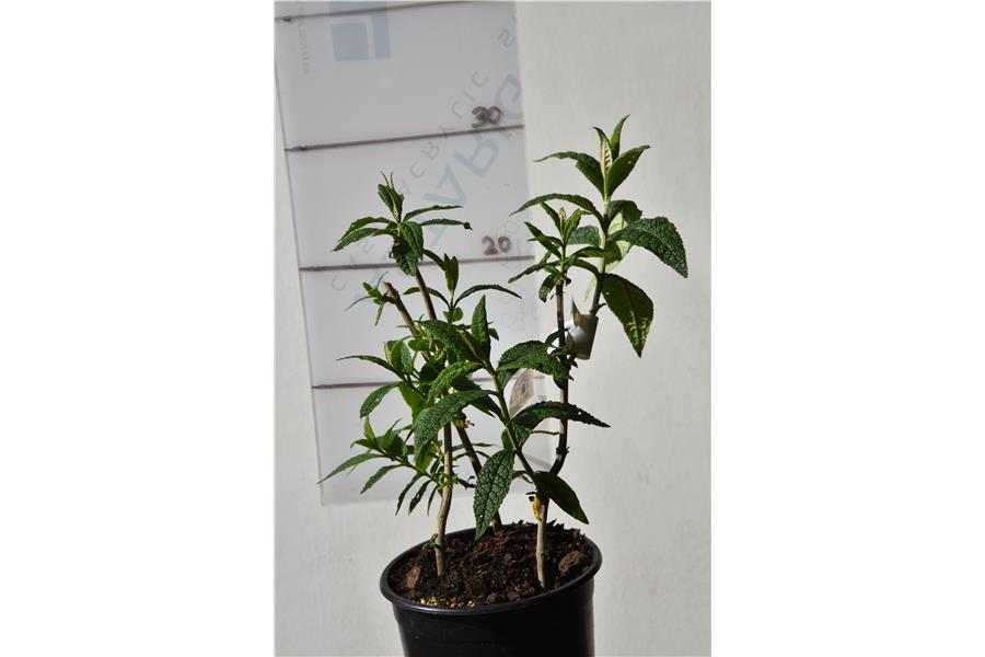 Butterfly Bush