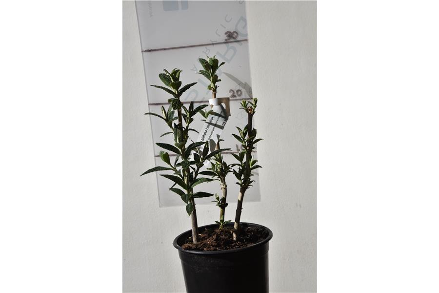 Buddleja globosa Lime Glow