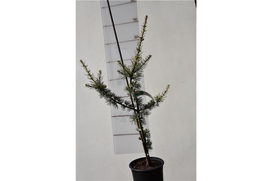 Blue Cedar