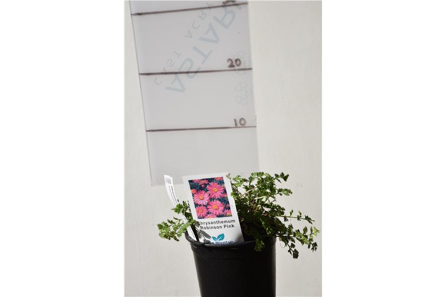Chrysanthemum c. Robinson Red