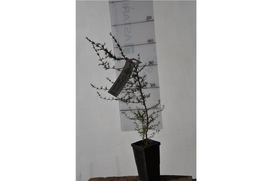 Coprosma rugosa