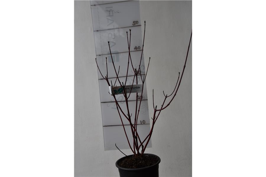 Red Stemmed Dogwood