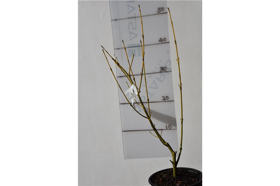 Yellow Stemmed Dogwood