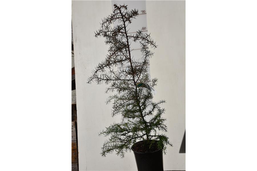 Japanese Cedar