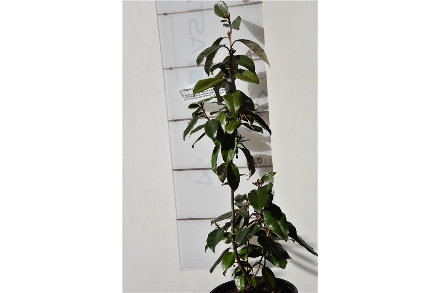 Elaeagnus x ebbingei
