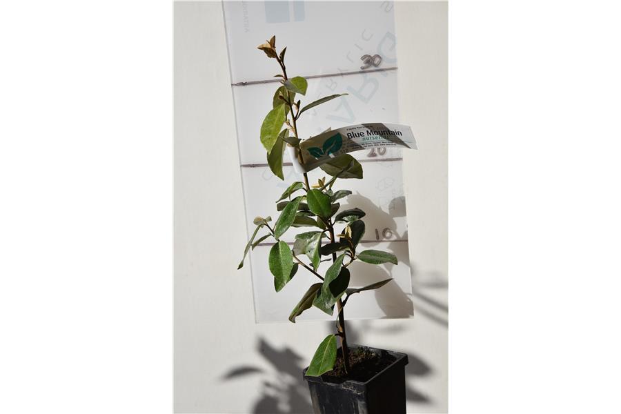 Elaeagnus x ebbingei