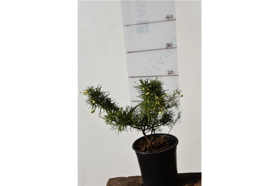 Grevillea Canterbury Gold