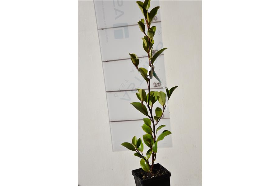 Native Broadleaf